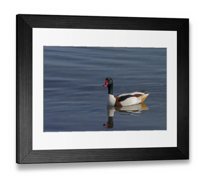 Framed Print : Female Shelduck, early spring on the Isle of Jura