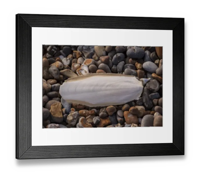 Framed Print : Common Cuttlefish (Sepia officinalis) cuttlebone, washed up on a pebble beach, Aldeburgh, Suffolk, England, March