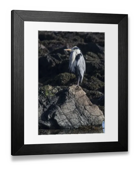 Framed Print : Grey Heron standing on sea shore rocks