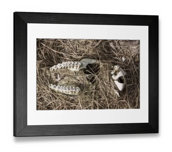 Framed Print : Red Deer scull showing upper jaw and teeth Framed Print : Red Deer scull showing upper jaw and teeth