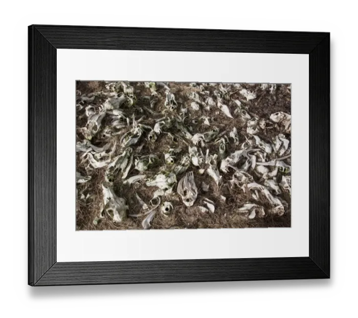 Framed Print : Red Deer sculls and bones dumped on Scottish hill side
