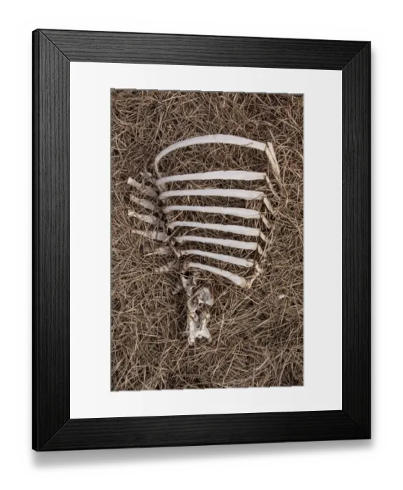 Framed Print : Red Deer rib cage rotting on Scottish hill side Framed Print : Red Deer rib cage rotting on Scottish hill side