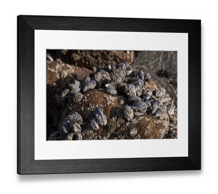 Framed Print : Common Mussels covered with barnacles exposed at low tide Framed Print : Common Mussels covered with barnacles exposed at low tide