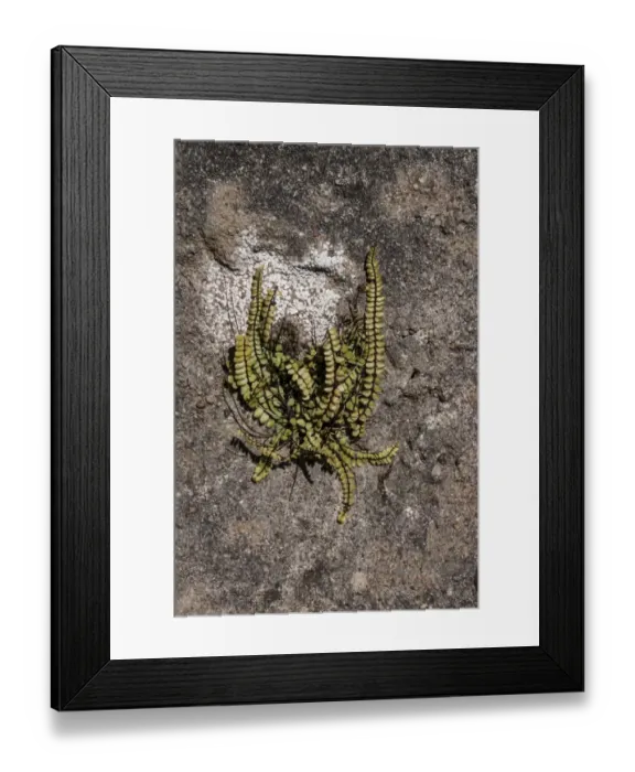 Framed Print : Maidenhair Spleenwort (Asplenium trichomanes) on a rock wall, Isle of Jura, Scotland Framed Print : Maidenhair Spleenwort (Asplenium trichomanes) on a rock wall, Isle of Jura, Scotland