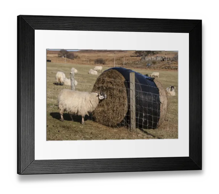 Framed Print : The Scottish Blackface is the most common breed of domestic sheep in the United Kingdom