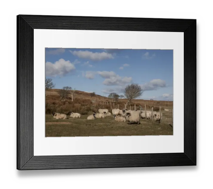 Framed Print : The Scottish Blackface is the most common breed of domestic sheep in the United Kingdom Framed Print : The Scottish Blackface is the most common breed of domestic sheep in the United Kingdom