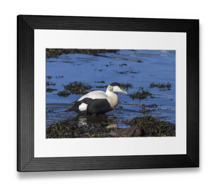 Framed Print : Male Eider duck standing on seaweed - Scotland Framed Print : Male Eider duck standing on seaweed - Scotland