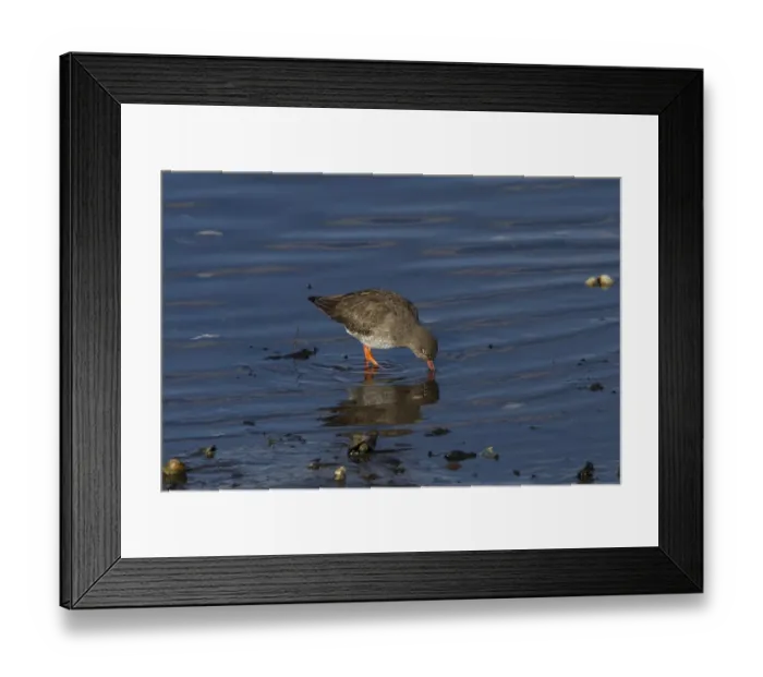 Framed Print : Common Redshank feeding -Scotland Framed Print : Common Redshank feeding -Scotland