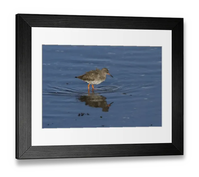 Framed Print : Common Redshank wading -Scotland Framed Print : Common Redshank wading -Scotland