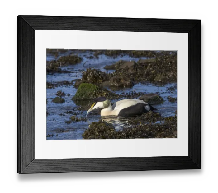 Framed Print : Male Eider duck on seaweed - Scotland Framed Print : Male Eider duck on seaweed - Scotland