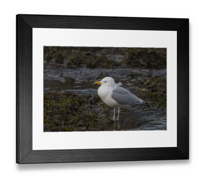 Framed Print : Adult European Herring Gull in summer plumage Framed Print : Adult European Herring Gull in summer plumage