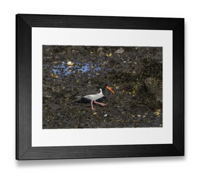 Framed Print : eurasian Oystercatcher walking on the sea shore at low tide Framed Print : eurasian Oystercatcher walking on the sea shore at low tide