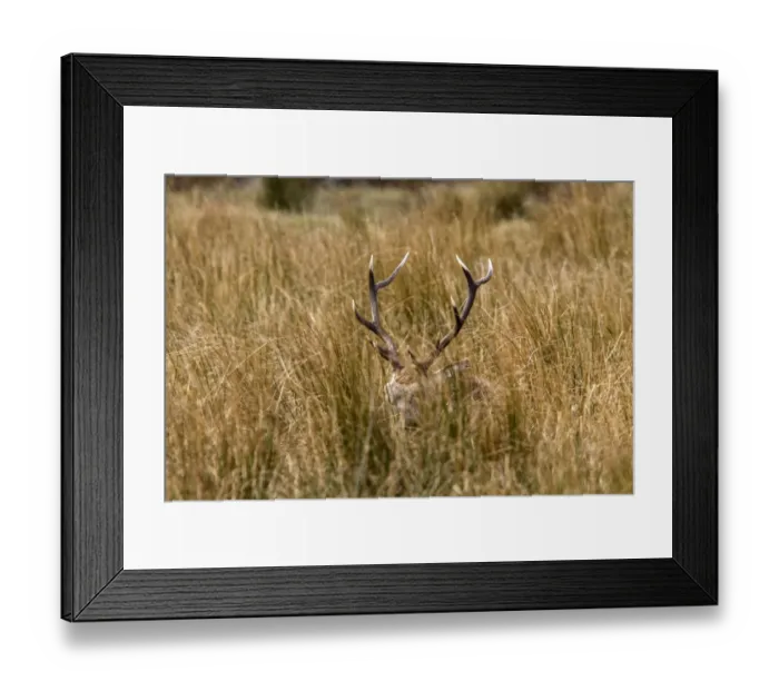 Framed Print : Hiding in the long grass a Red Deer stag with its antlers just showing