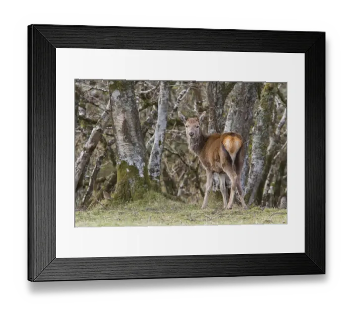 Framed Print : A young Red Deer hind stands near woodland on the Isle of Jura, Scotland Framed Print : A young Red Deer hind stands near woodland on the Isle of Jura, Scotland