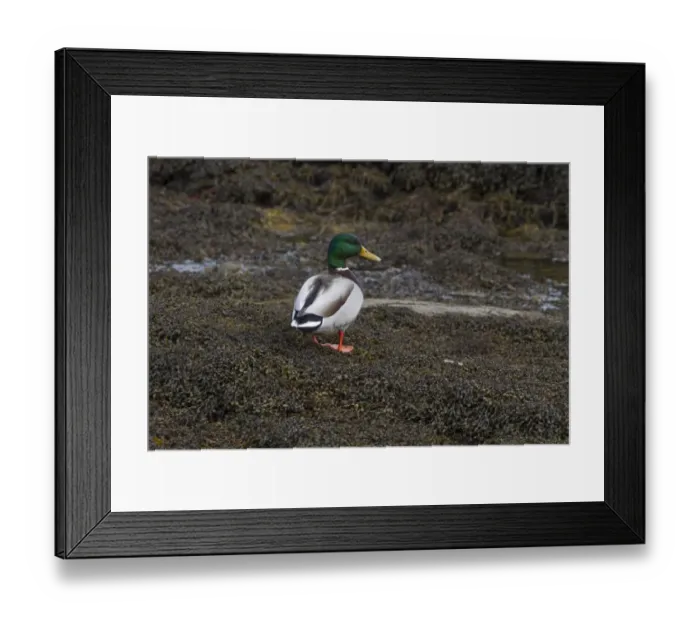 Framed Print : Mallard drake standing on seaweed Framed Print : Mallard drake standing on seaweed