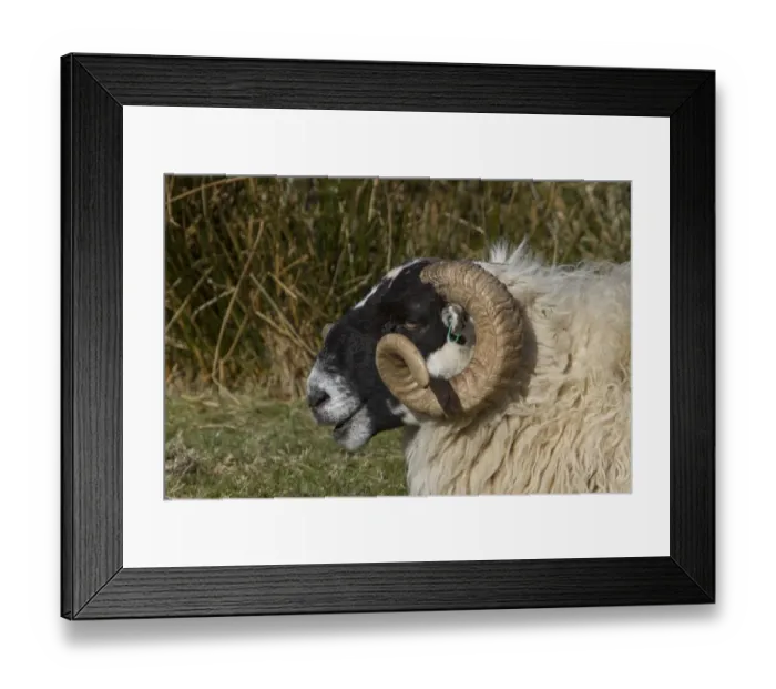 Framed Print : Scottish Blackface domestic sheep, note the ear tags Framed Print : Scottish Blackface domestic sheep, note the ear tags
