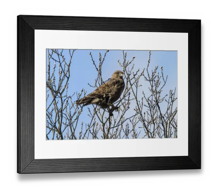 Framed Print : Common Buzzard on Willow tree in early spring Framed Print : Common Buzzard on Willow tree in early spring