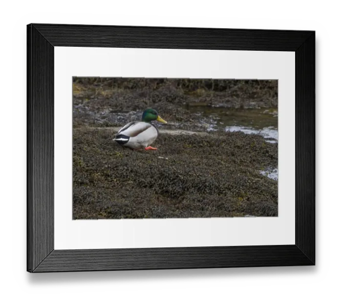 Framed Print : Mallard drake standing on seaweed