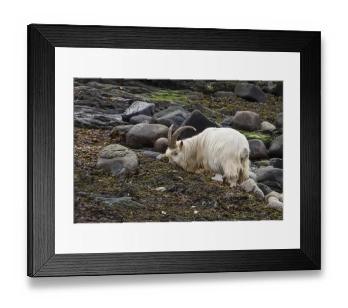 Framed Print : Feral White Goat feeding on seaweed