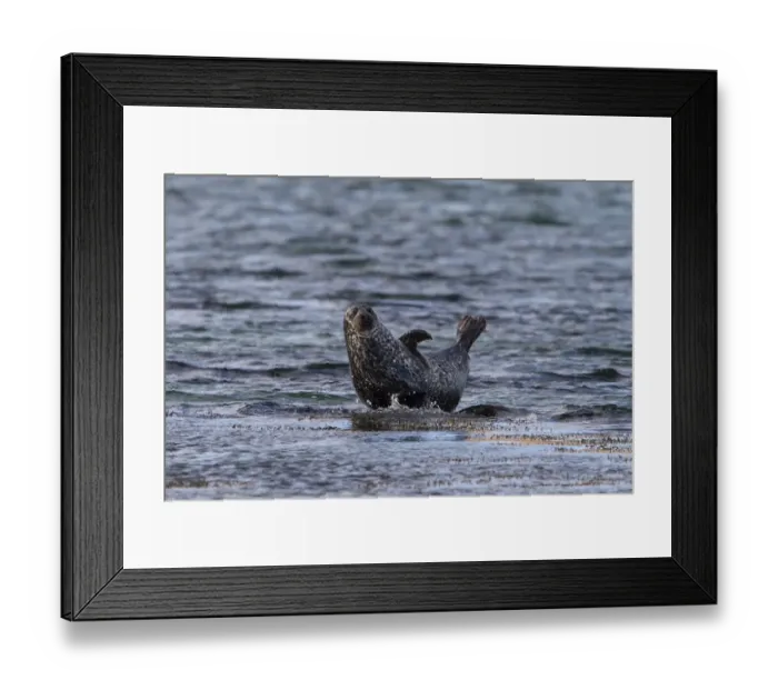 Framed Print : Common Seal resting on a submerged rock. Isle of Jura Scotland Framed Print : Common Seal resting on a submerged rock. Isle of Jura Scotland