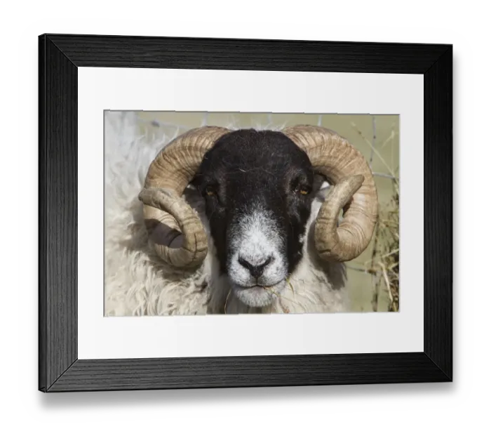 Framed Print : The Scottish Blackface is the most common breed of domestic sheep in the United Kingdom Framed Print : The Scottish Blackface is the most common breed of domestic sheep in the United Kingdom