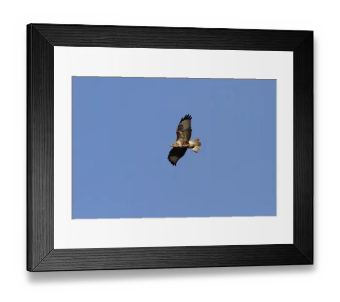 Framed Print : Common Buzzard in flight