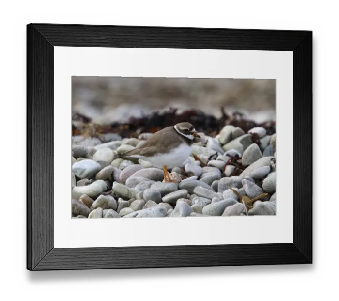 Framed Print : Common Ringed Plover on pebble beach. Isle of Jura Scotland