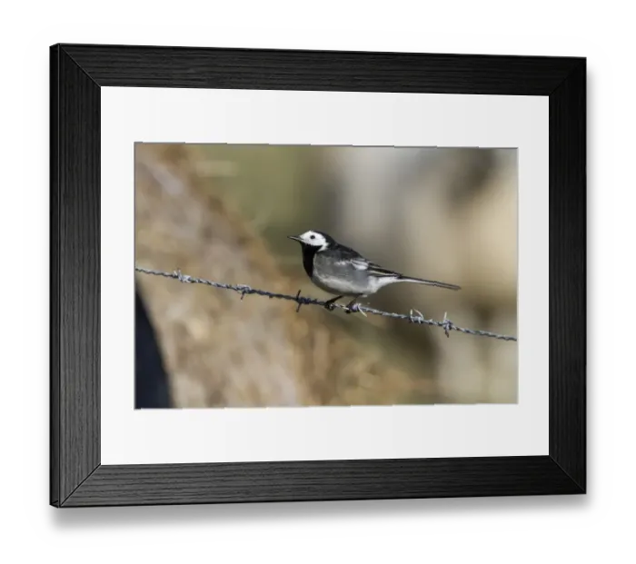 Framed Print : Pied Wagtail on barbed wire fence