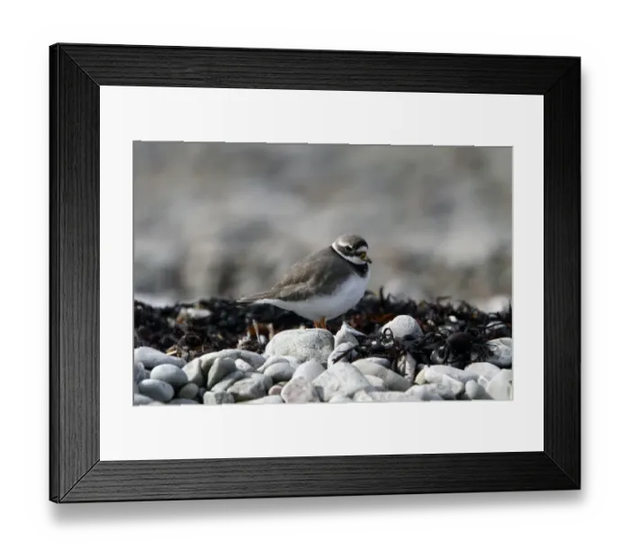 Framed Print : Common Ringed Plover on pebble beach. Isle of Jura Scotland Framed Print : Common Ringed Plover on pebble beach. Isle of Jura Scotland