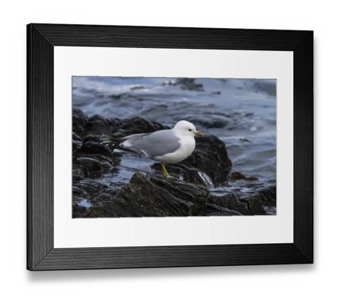 Framed Print : Common Gull on the sea shore. Isle of Jura Scotland Framed Print : Common Gull on the sea shore. Isle of Jura Scotland