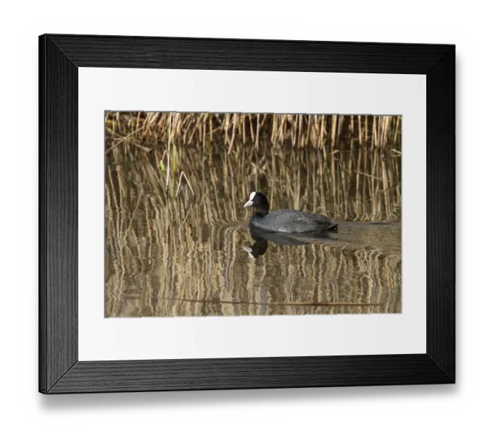 Framed Print : Eurasian Coot swimming - spring Framed Print : Eurasian Coot swimming - spring