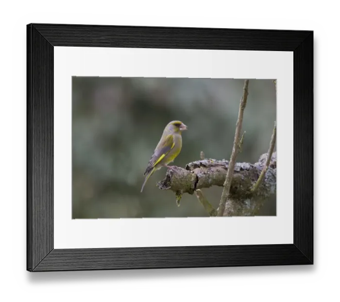 Framed Print : Greenfinch perched on dead branch Framed Print : Greenfinch perched on dead branch