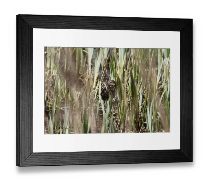 Framed Print : well camouflaged Common Snipe are difficult to see in fresh reed bed growth