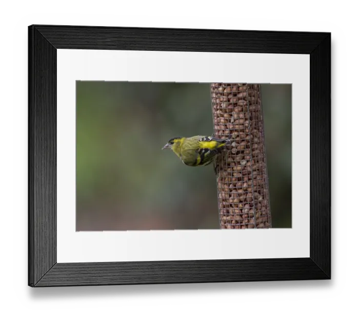 Framed Print : Eurasian Siskin on garden pea-nut feeder Framed Print : Eurasian Siskin on garden pea-nut feeder