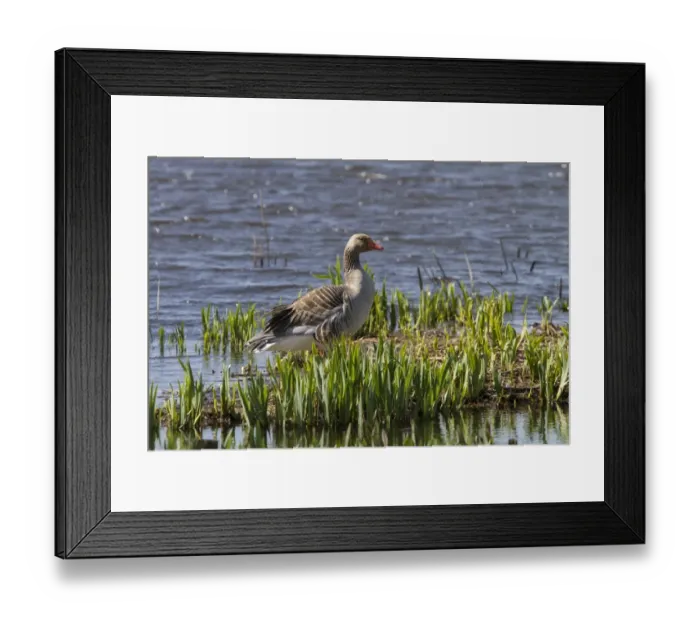 Framed Print : Greylag Goose - Minsmere spring Framed Print : Greylag Goose - Minsmere spring