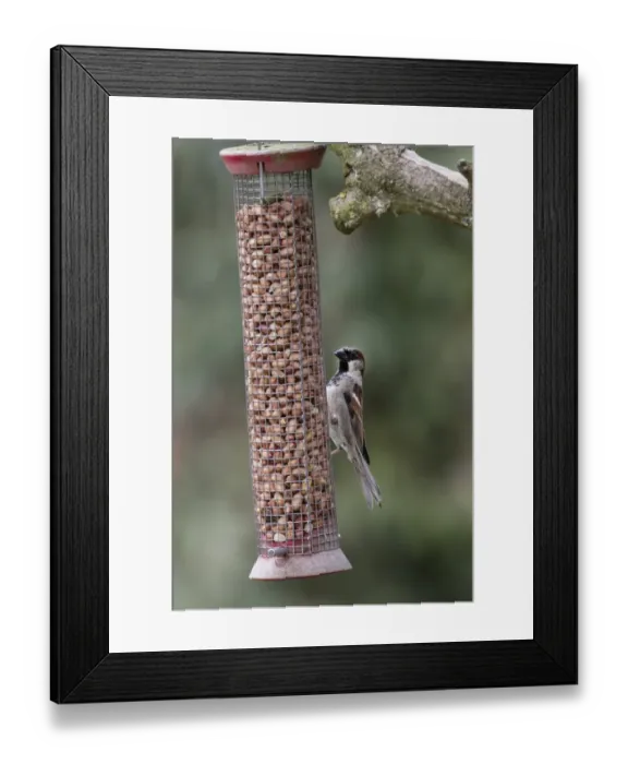 Framed Print : Male House Sparrow feeding on peanut garden feeder