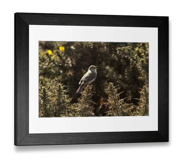 Framed Print : Willow Warbler on Gorse singing Framed Print : Willow Warbler on Gorse singing