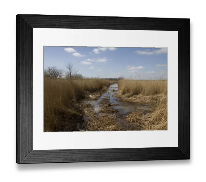 Framed Print : RSPB Minsmere has the third largest area of reed beds in the UK, this stretch shows newly cleared dyke Framed Print : RSPB Minsmere has the third largest area of reed beds in the UK, this stretch shows newly cleared dyke