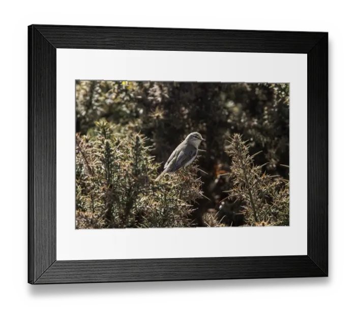 Framed Print : Willow Warbler on Gorse