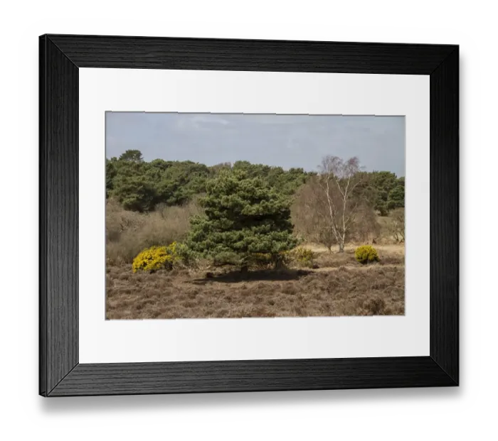 Framed Print : Gorse, Pine, Silver Birch and heather on Dunwich Heath - Suffolk Framed Print : Gorse, Pine, Silver Birch and heather on Dunwich Heath - Suffolk