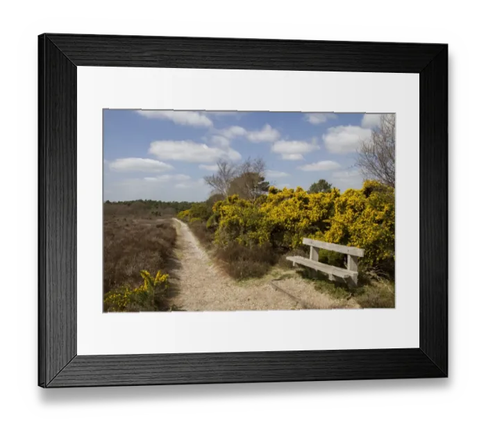 Framed Print : Foot path on Dunwich Heath, Suffolk - early spring Framed Print : Foot path on Dunwich Heath, Suffolk - early spring