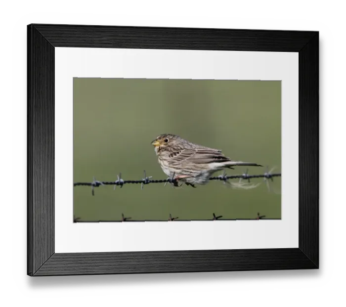 Framed Print : Corn Bunting on barbed wire fence. - Spain Extremadura Framed Print : Corn Bunting on barbed wire fence. - Spain Extremadura