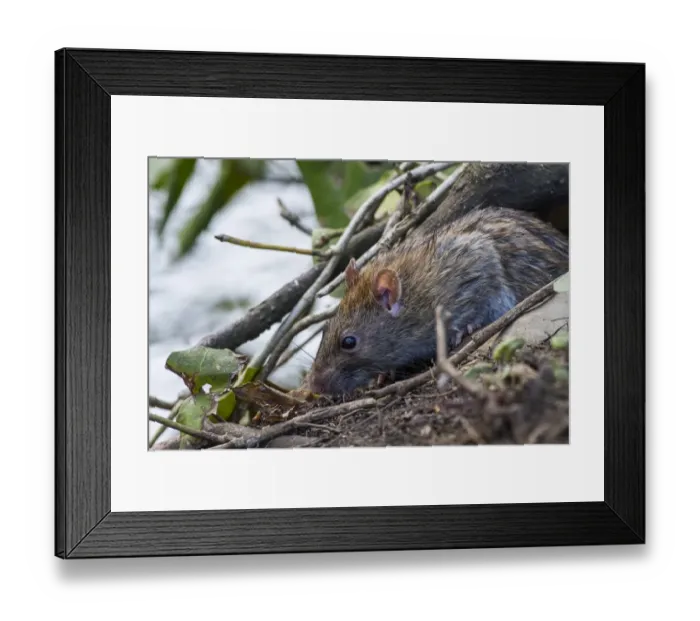 Framed Print : Brown Rat (Rattus norvegicus) adult, feeding at edge of water, Norfolk, England
