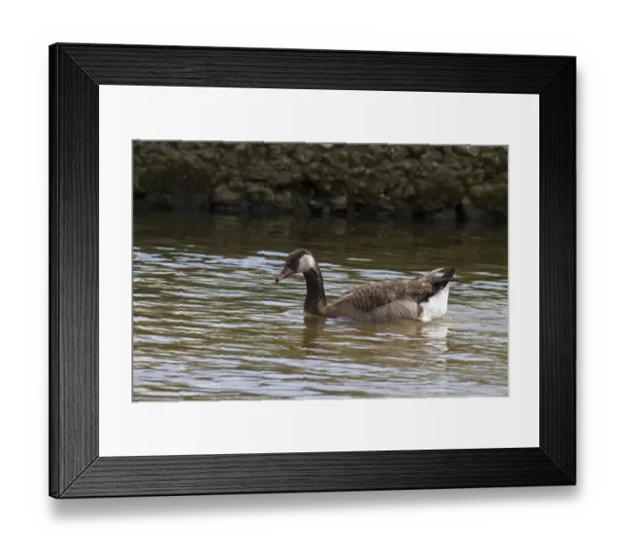 Framed Print : A crossbreed between a Greylag and Canada Goose