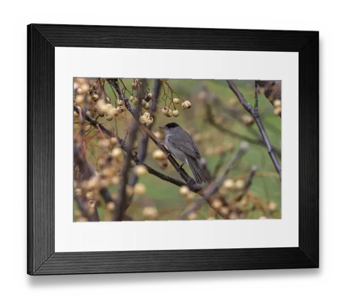 Framed Print : Blackcap male Framed Print : Blackcap male