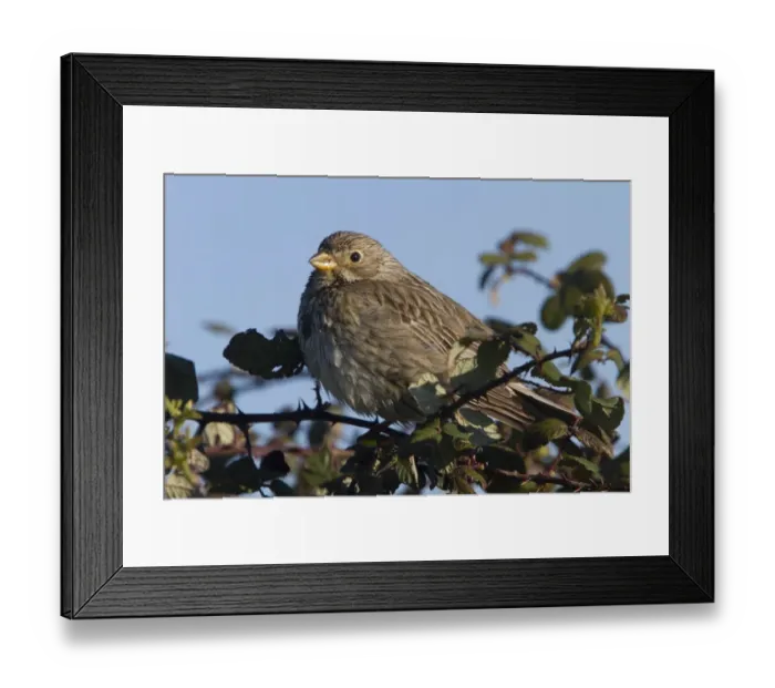 Framed Print : Corn Bunting perched on blackthorn bush. - Spain Extremadura Framed Print : Corn Bunting perched on blackthorn bush. - Spain Extremadura
