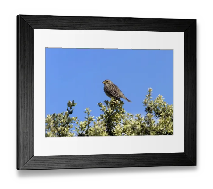 Framed Print : Corn Bunting perched on bush. - Spain Extremadura Framed Print : Corn Bunting perched on bush. - Spain Extremadura
