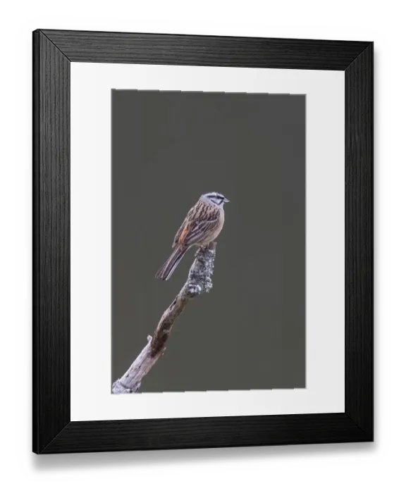 Framed Print : Rock Bunting male at Monfrague, Extremadura Spain Framed Print : Rock Bunting male at Monfrague, Extremadura Spain