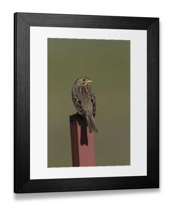 Framed Print : Corn Bunting perched on fence post. - Spain Extremadura Framed Print : Corn Bunting perched on fence post. - Spain Extremadura