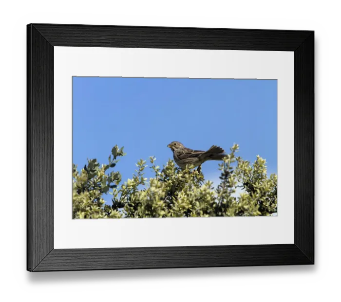 Framed Print : Corn Bunting perched on bush. - Spain Extremadura
